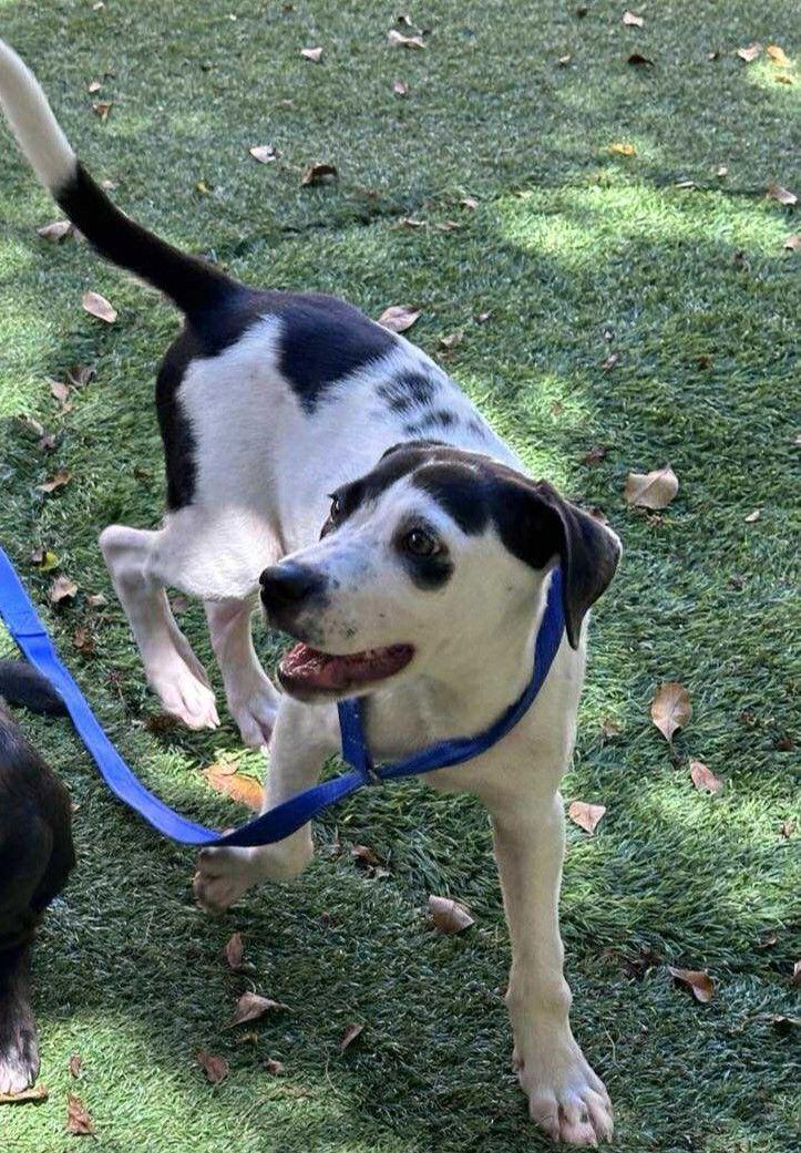Harvest, Adopted, Puppy Female Labrador Retriever & Plott Hound.