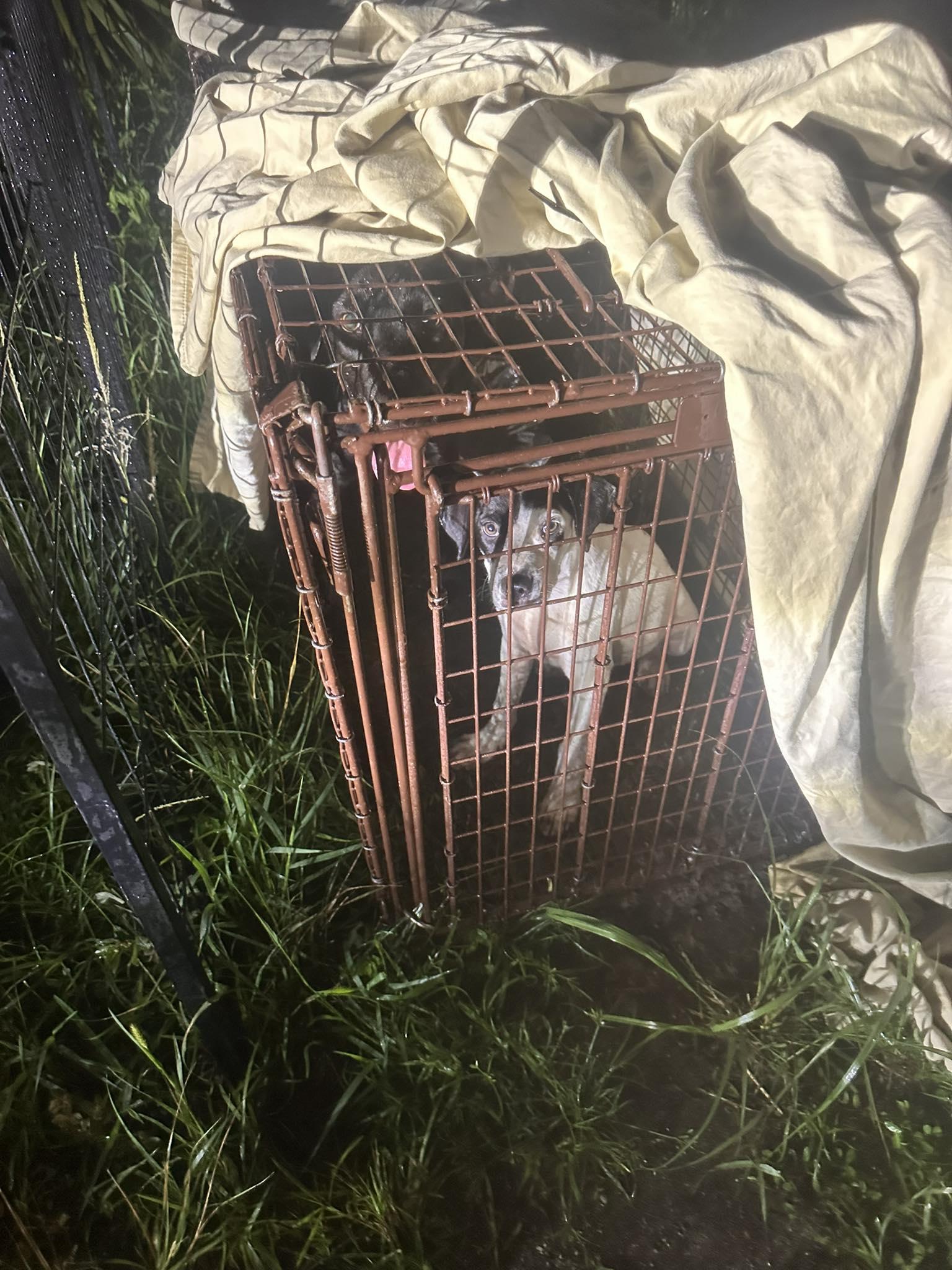 Harvest, a Adopted mixed breed in Pompano Beach, FL image 2/3