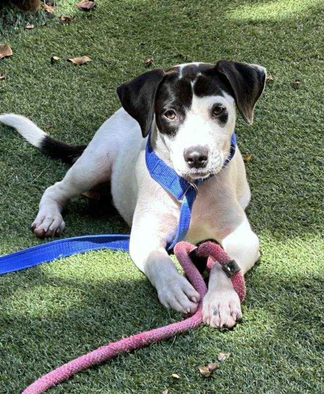 Harvest, a Adopted mixed breed in Pompano Beach, FL image 3/3