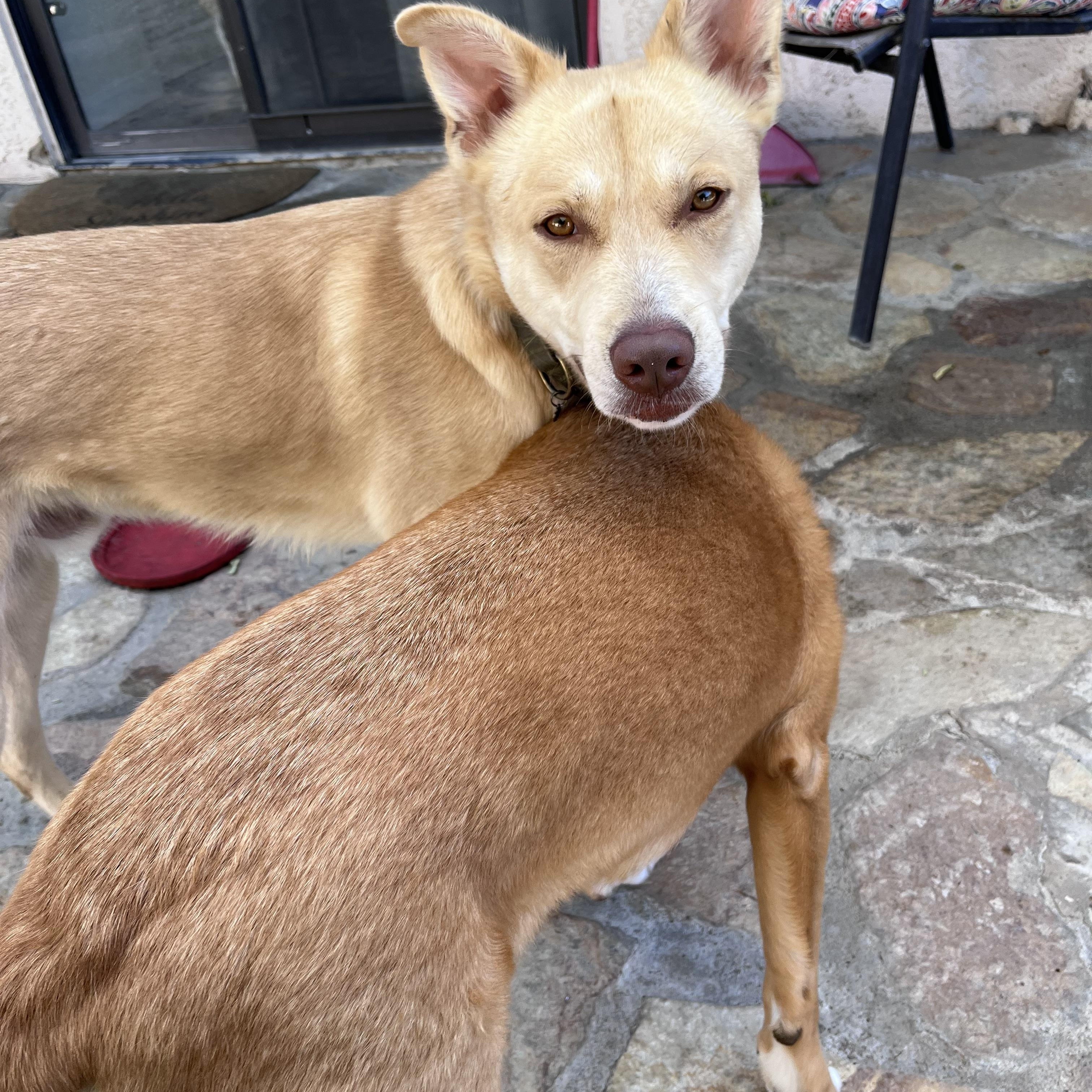 Enlarge Biscuit, a Adoptable mixed breed in Torrance, CA image 5/5
