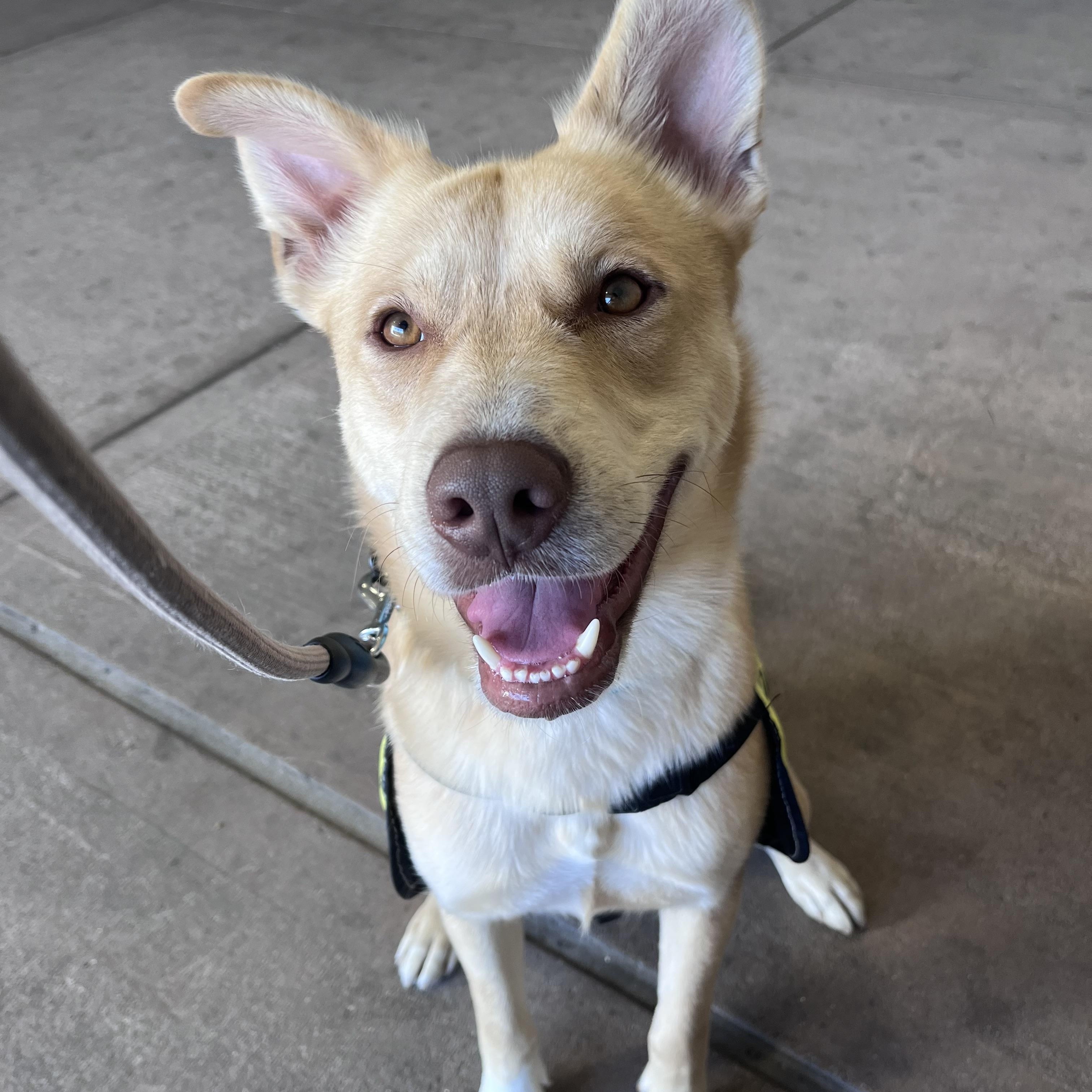 Enlarge Biscuit, a Adoptable mixed breed in Torrance, CA image 1/5