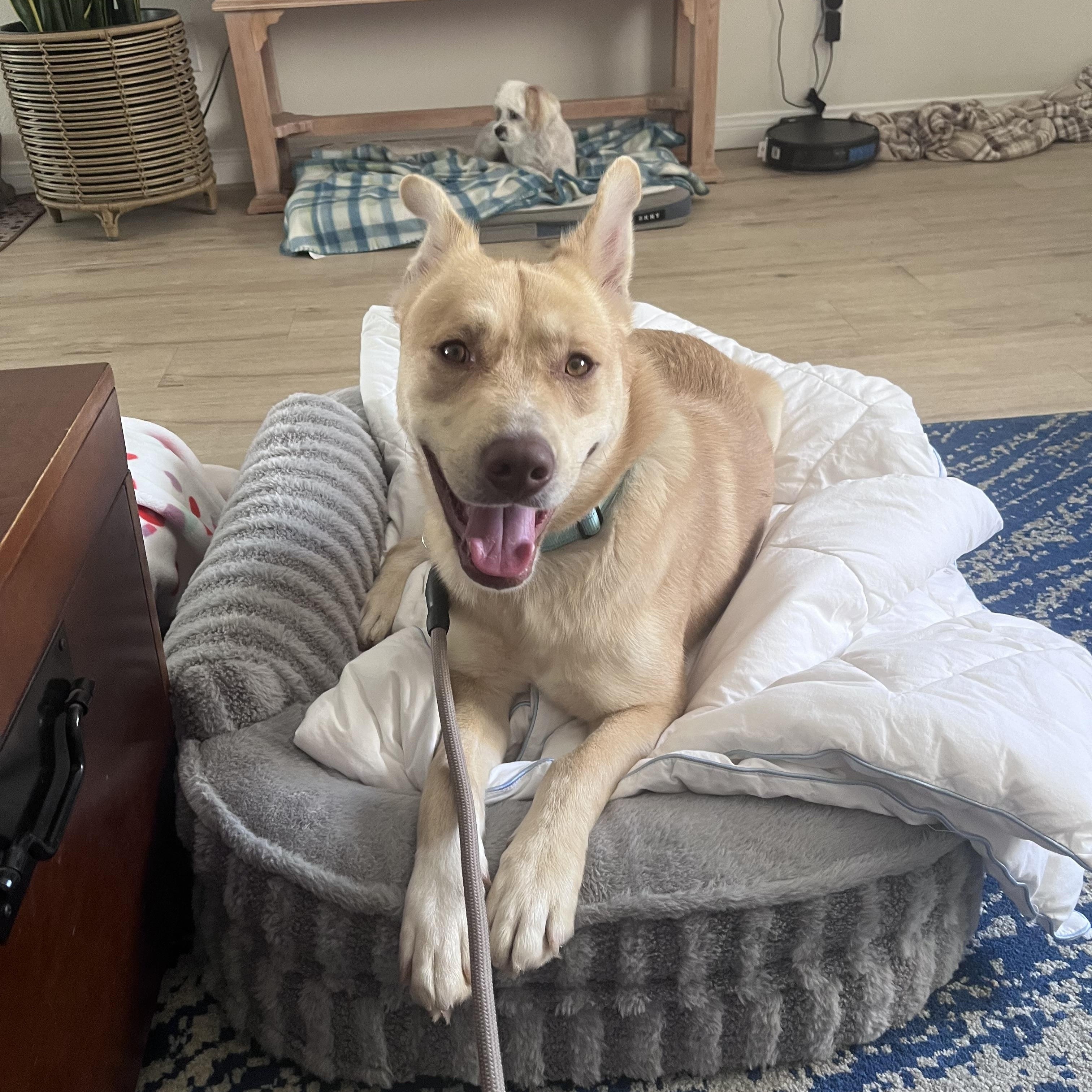 Enlarge Biscuit, a Adoptable mixed breed in Torrance, CA image 4/5