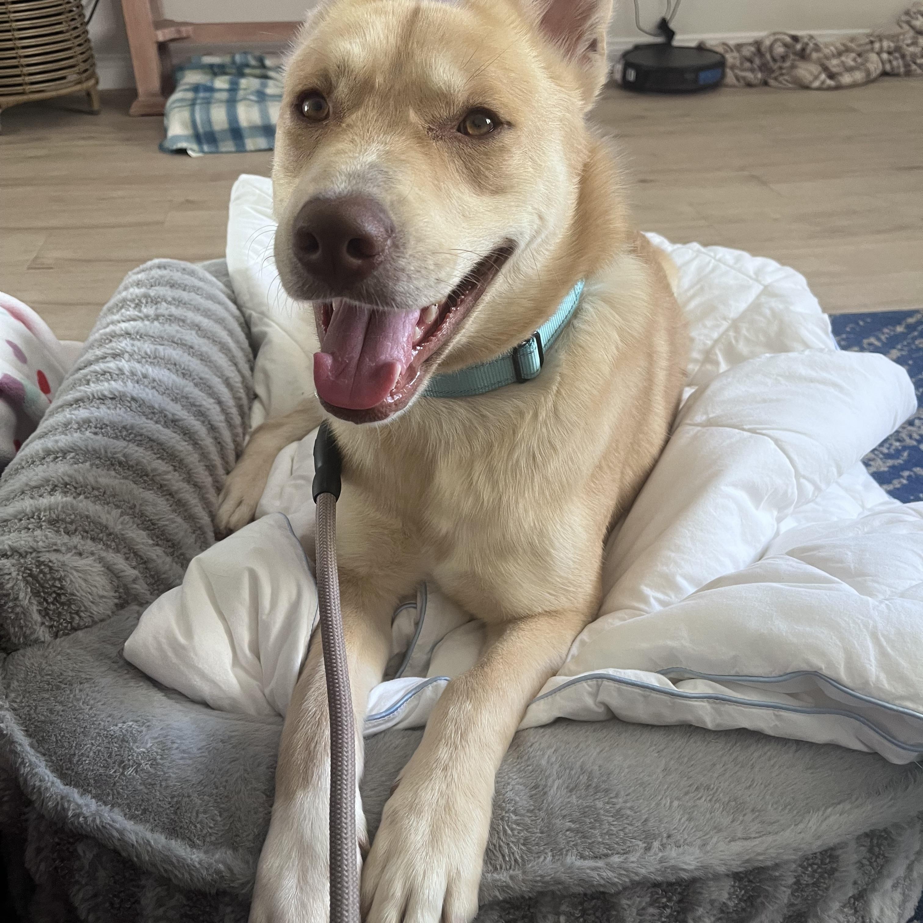 Enlarge Biscuit, a Adoptable mixed breed in Torrance, CA image 3/5