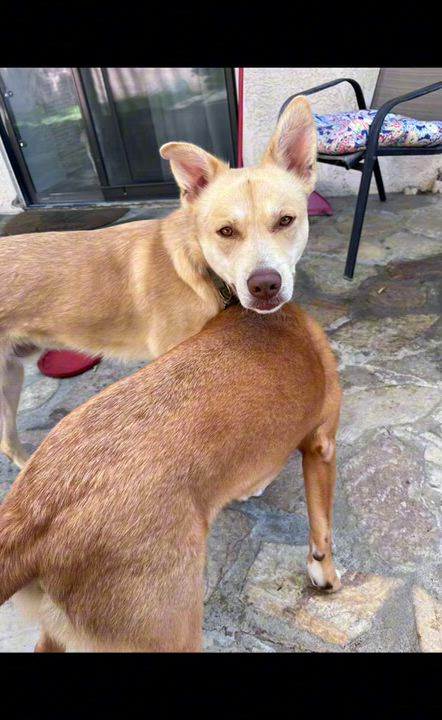 Enlarge Biscuit, a Adoptable mixed breed in Torrance, CA video 2/5