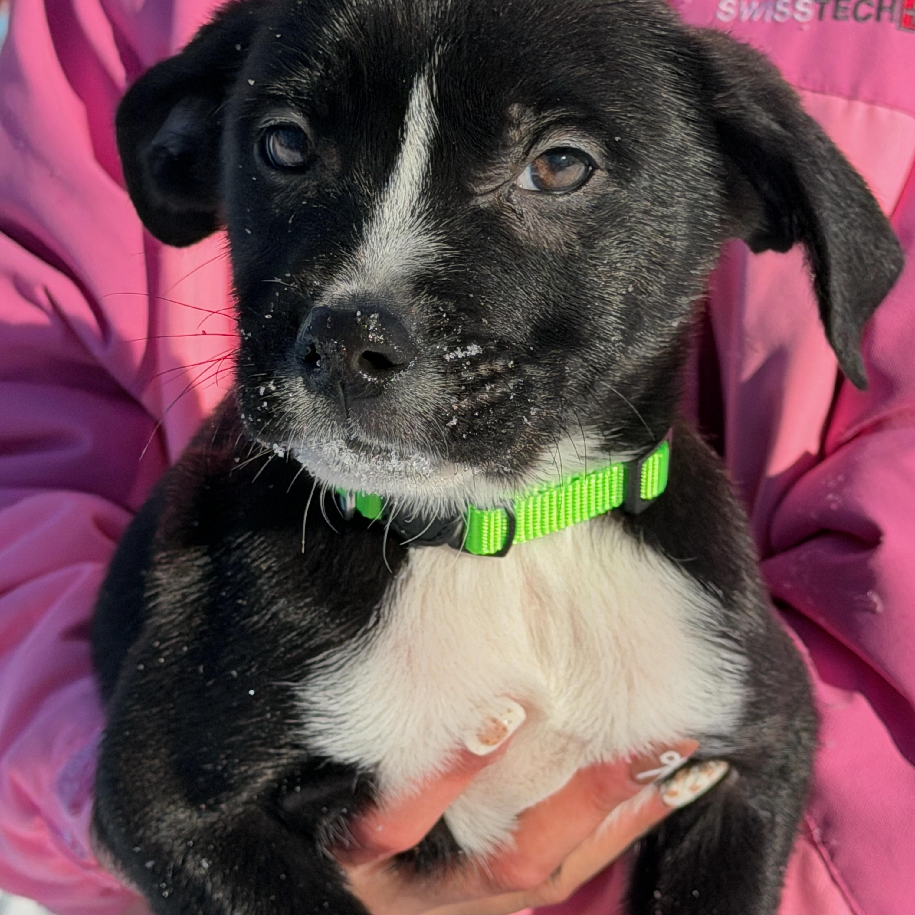 Enlarge Brussel Sprout , a ADOPTABLE mixed breed in Seville, OH image 2/4