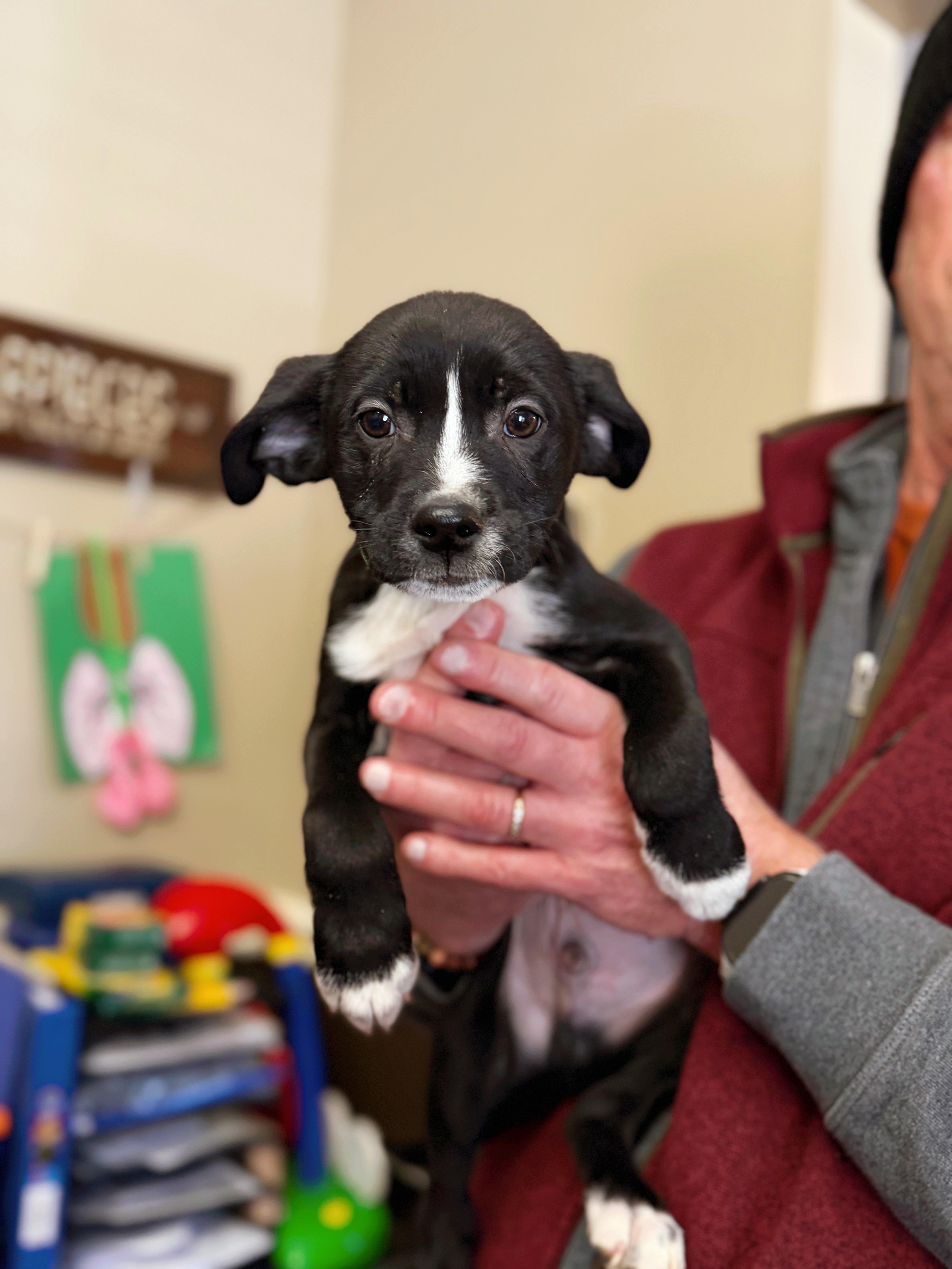 Brussel Sprout , ADOPTABLE, Puppy Male Mixed Breed.