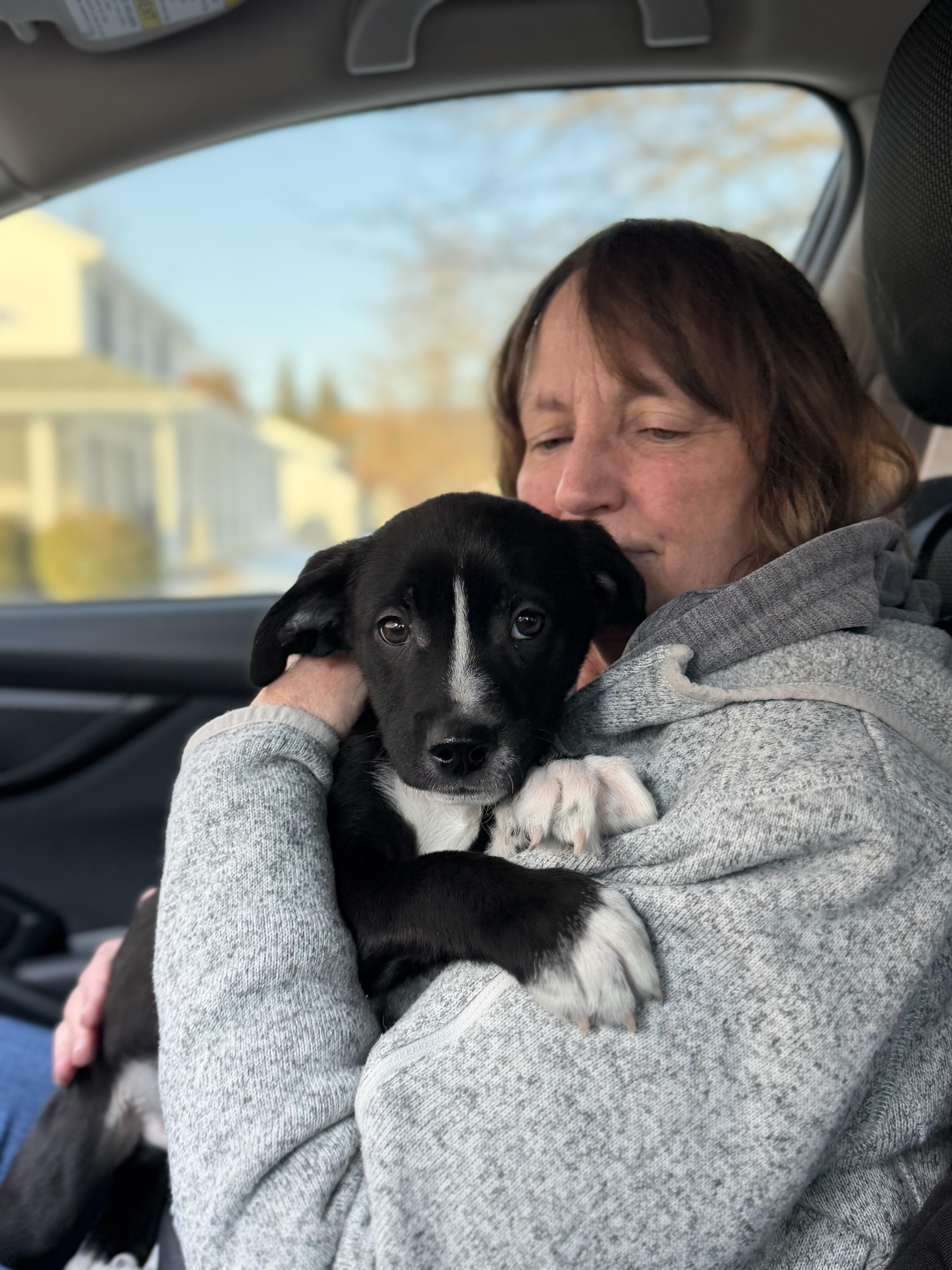 Enlarge Brussel Sprout , a ADOPTABLE mixed breed in Seville, OH image 4/4