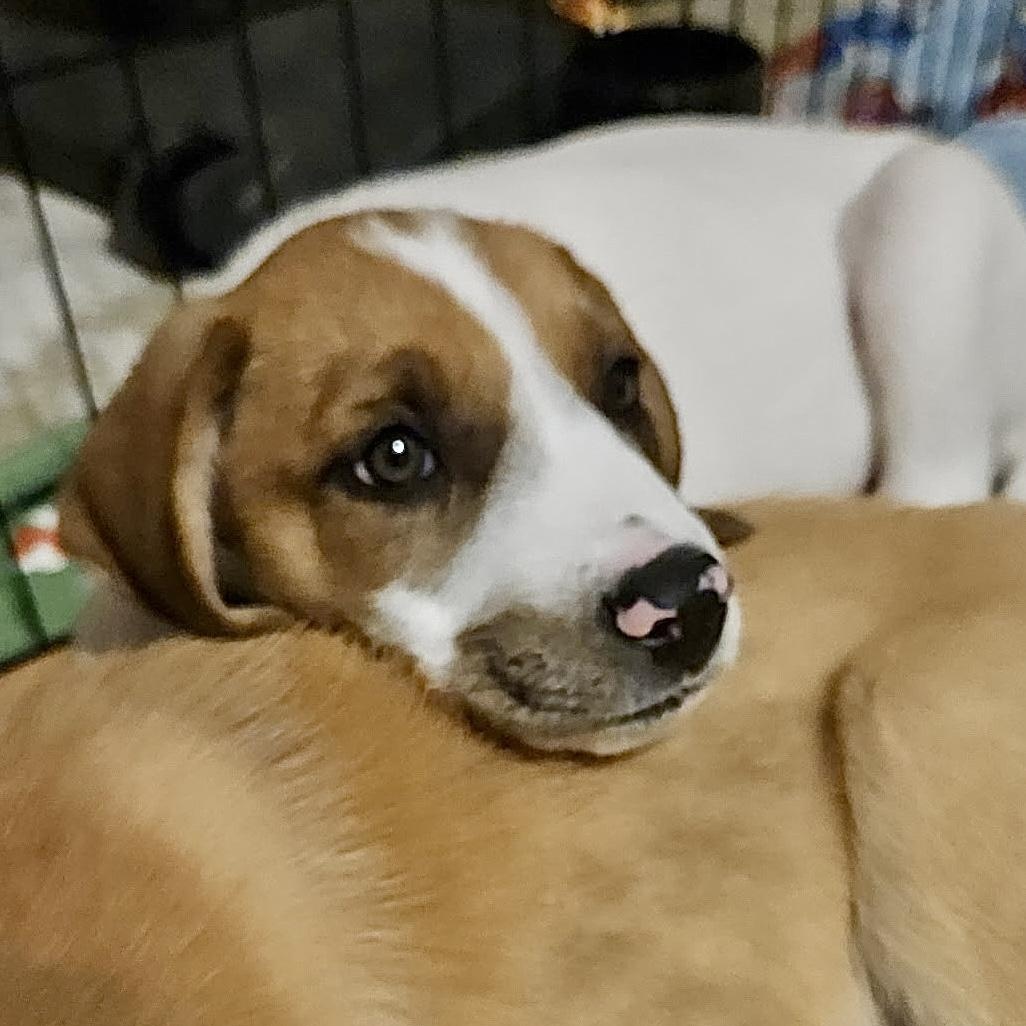 Enlarge Marsha, an adopted mixed breed in Southaven , MS image 4/4