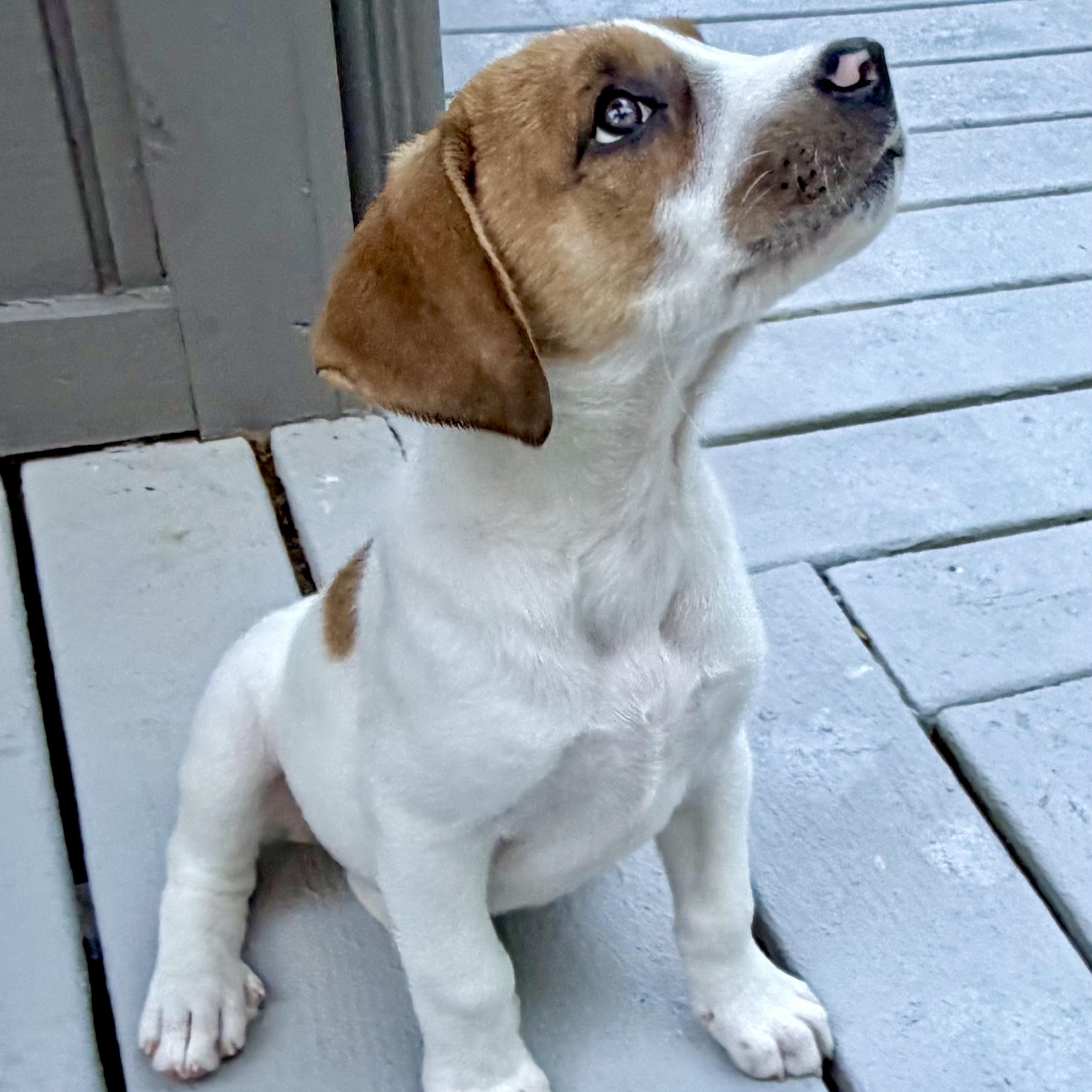Enlarge Marsha, an adopted mixed breed in Southaven , MS image 1/4