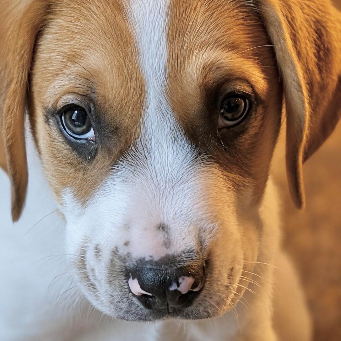 Enlarge Marsha, an adopted mixed breed in Southaven , MS image 3/4