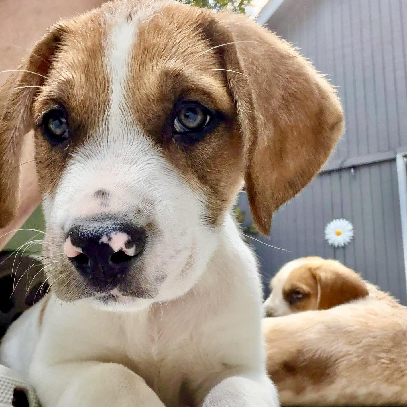 Enlarge Marsha, an adopted mixed breed in Southaven , MS image 2/4