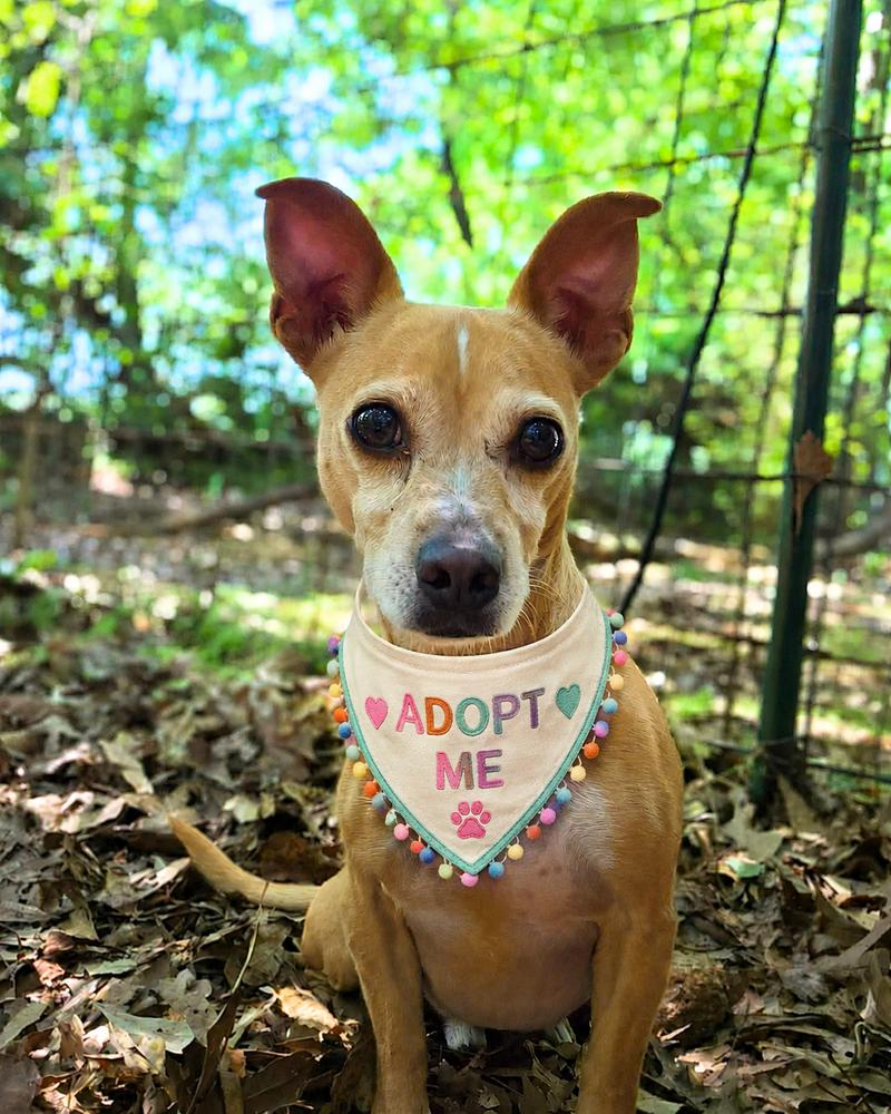 Enlarge Bagel Bite, a Adoptable Chihuahua in Wayne, NJ image 3/3