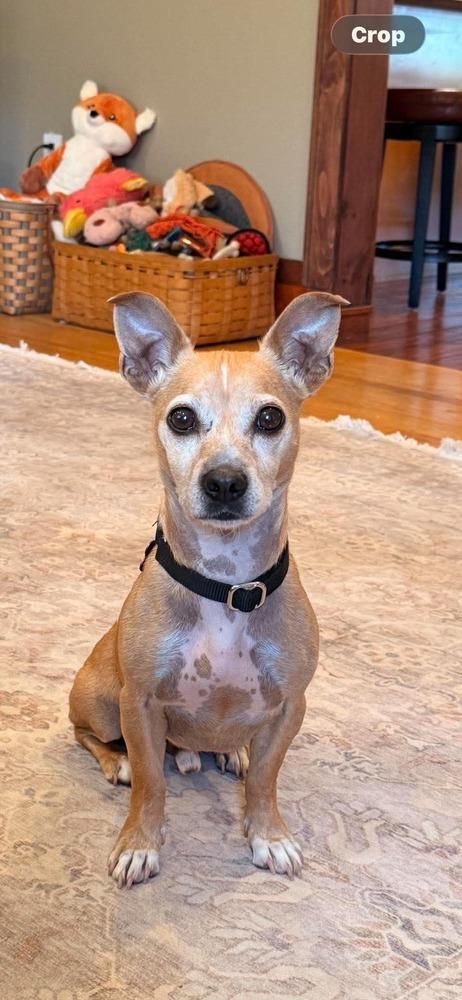 Bagel Bite, Adoptable, Adult Male Chihuahua.