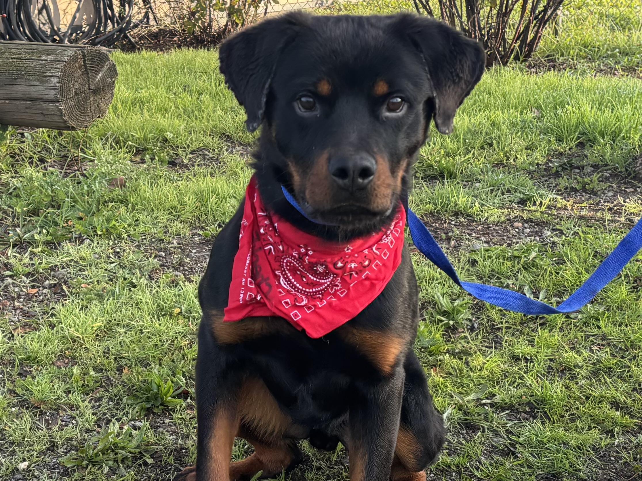 Huckleberry, ADOPTABLE, Young Male Rottweiler.