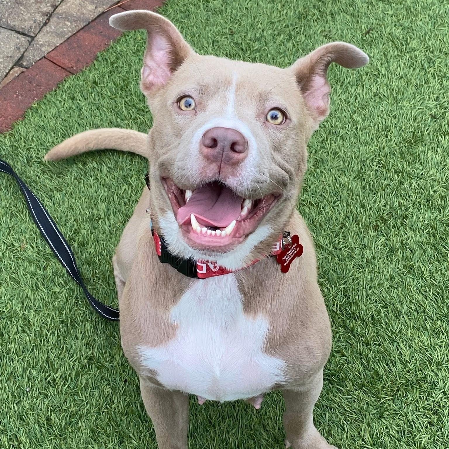 Aurora, Young Female Pit Bull Terrier