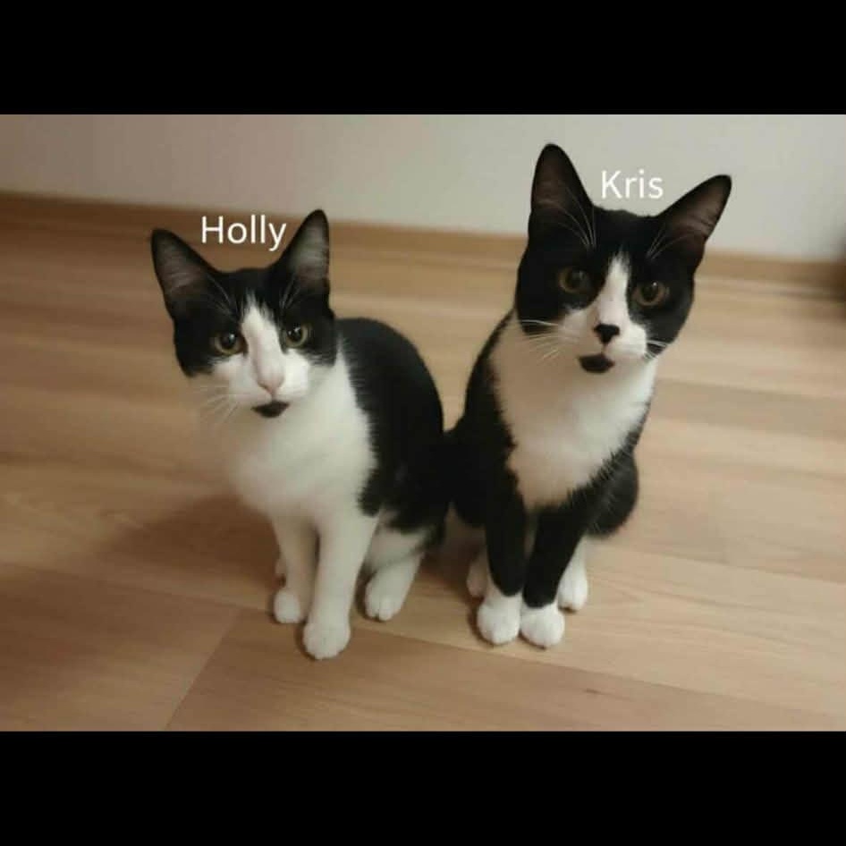 Enlarge Holly & Kris @ Livonia PetSmart, a Adoptable Domestic Short Hair in Livonia, MI image 2/5