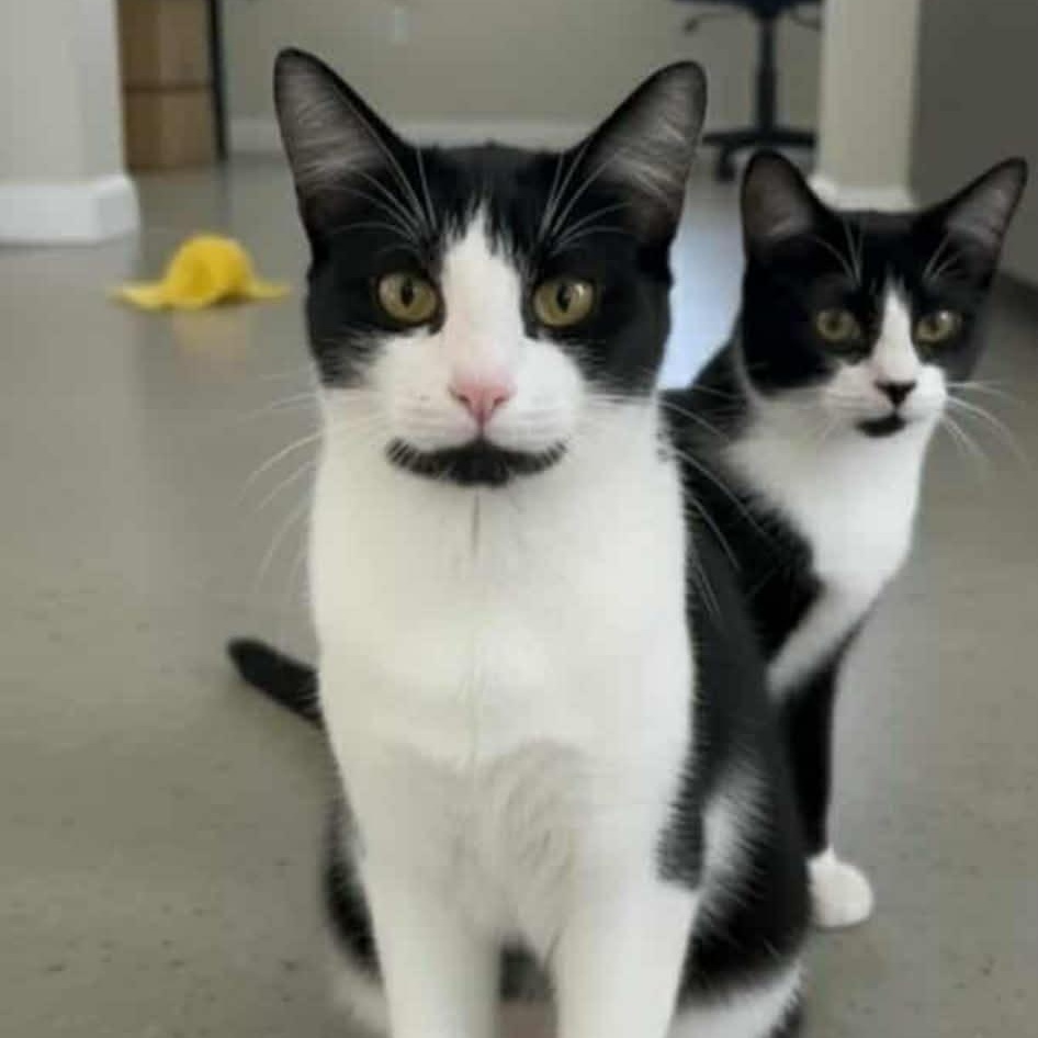 Enlarge Holly & Kris @ Livonia PetSmart, a Adoptable Domestic Short Hair in Livonia, MI image 1/5