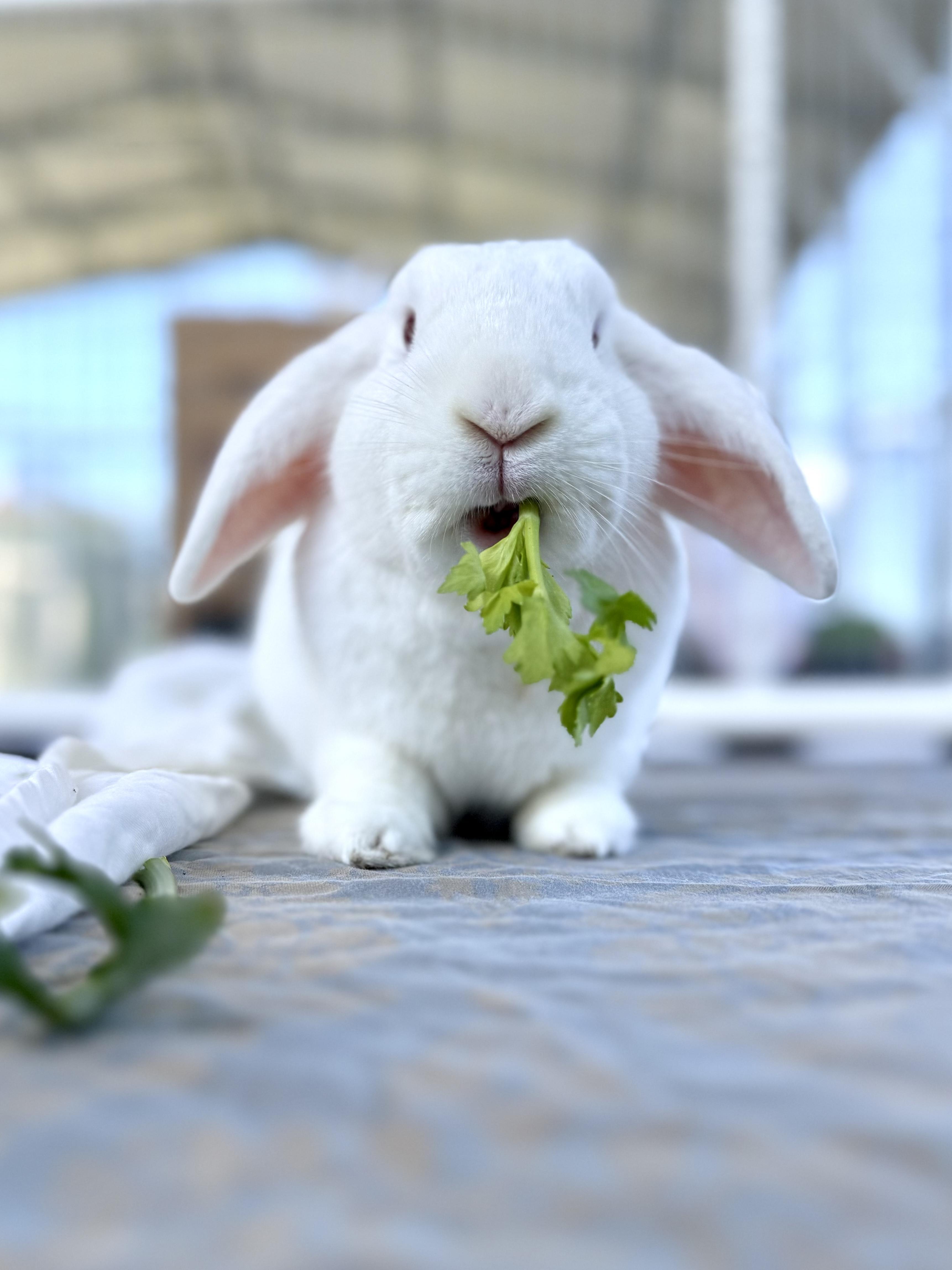 CUPID, Adoptable, Young Male Mini Lop & Dwarf.