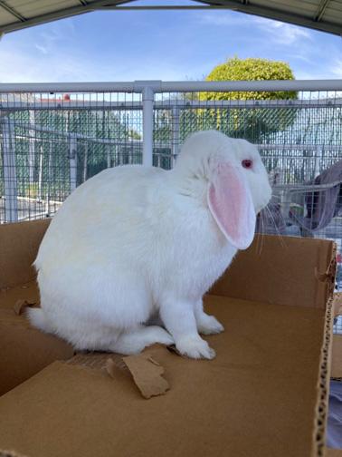 CUPID, a Adoptable mixed breed in San Clemente, CA image 1/3