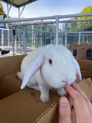 CUPID, a Adoptable mixed breed in San Clemente, CA image 2/3