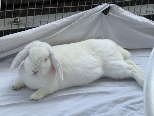 CUPID, a Adoptable mixed breed in San Clemente, CA image 3/3