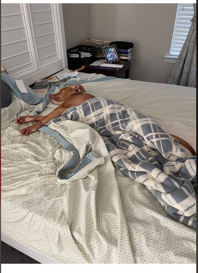 Enlarge Ila, a Adoptable mixed breed in Cumming, GA image 13/17