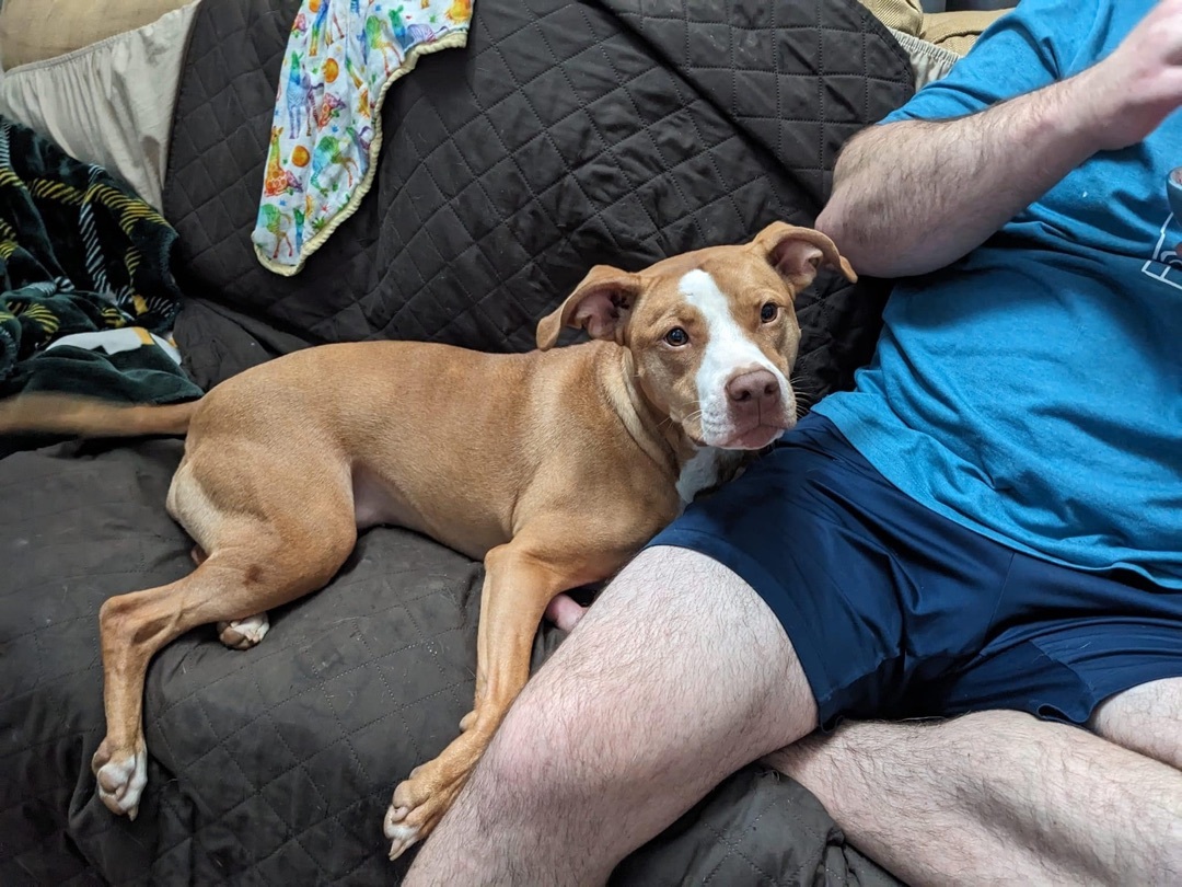 Enlarge Ila, a Adoptable mixed breed in Cumming, GA image 14/17