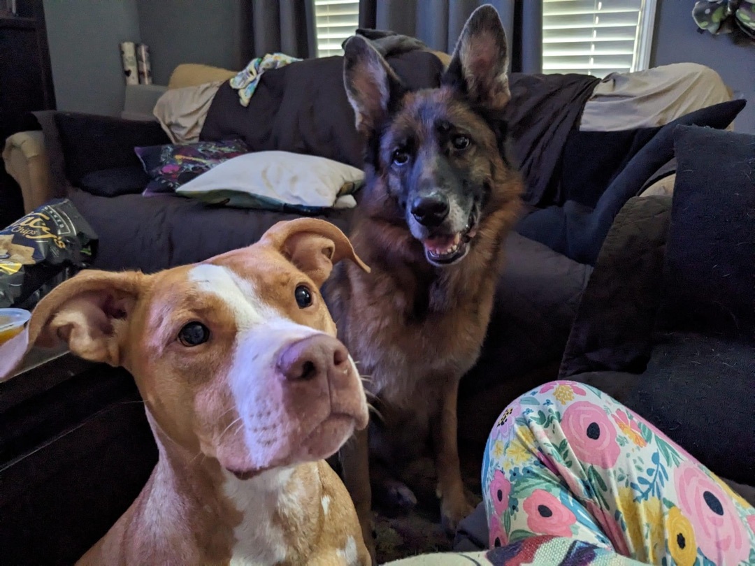 Enlarge Ila, a Adoptable mixed breed in Cumming, GA image 15/17