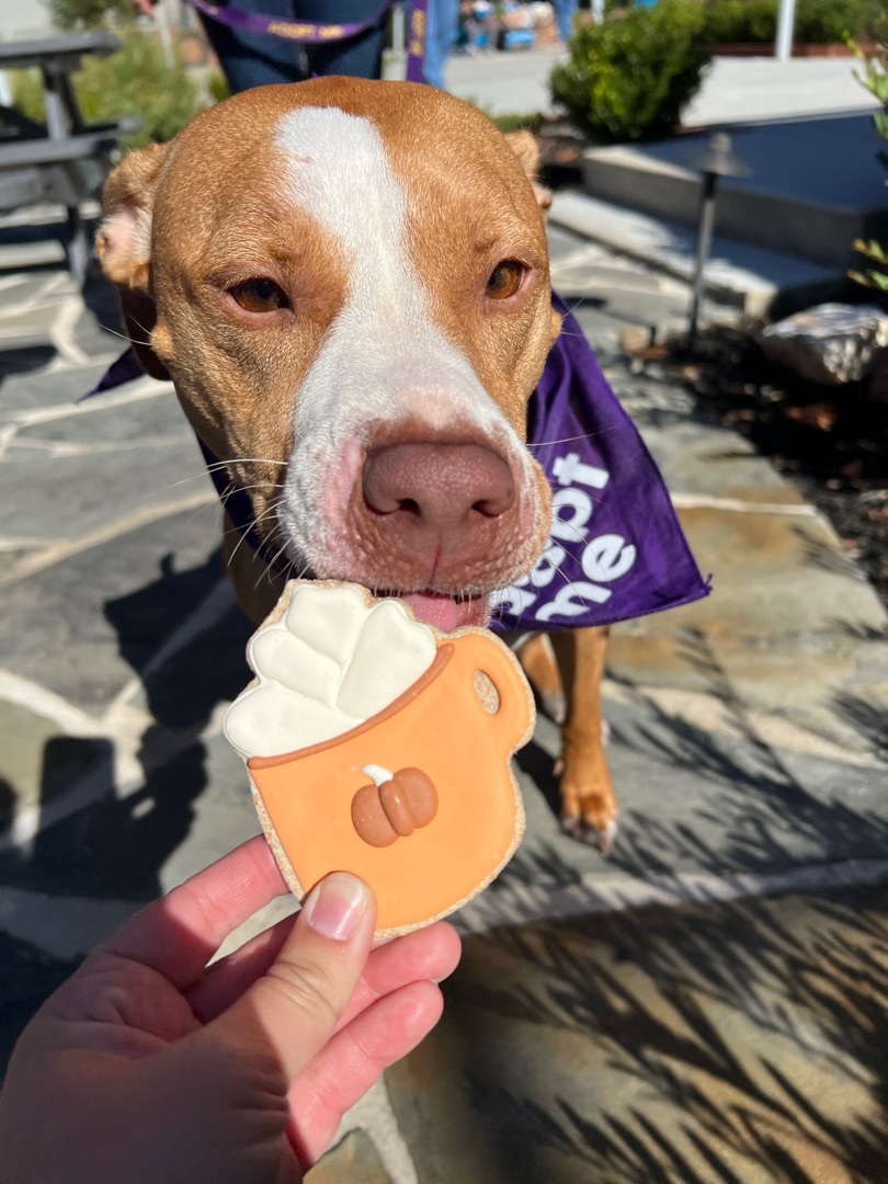 Enlarge Ila, a Adoptable mixed breed in Cumming, GA image 16/17