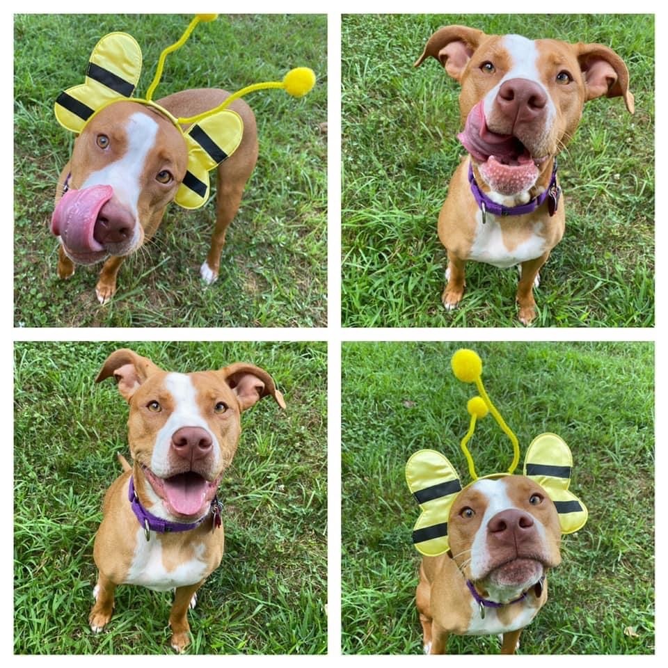 Enlarge Ila, a Adoptable mixed breed in Cumming, GA image 17/17