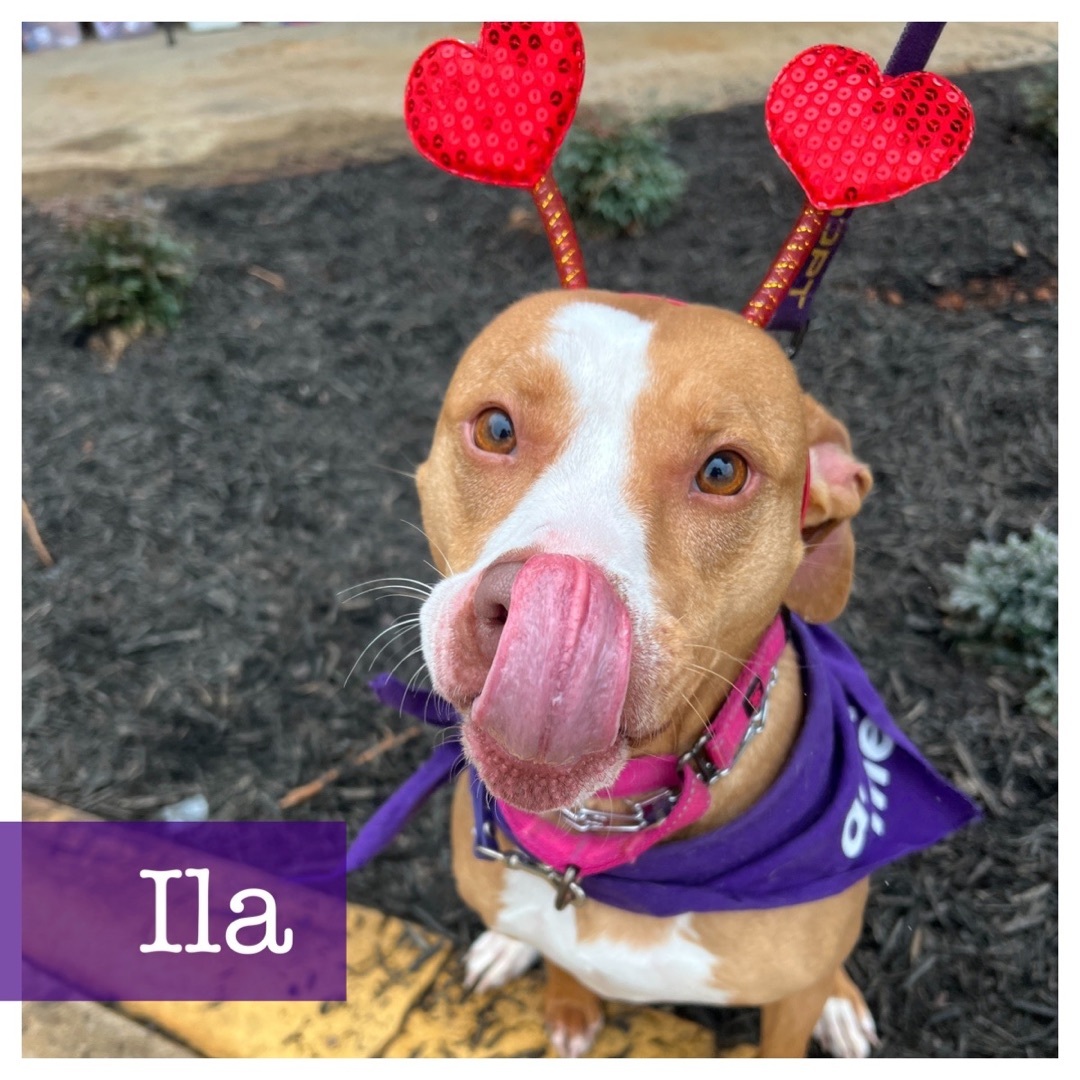Ila, Adoptable, Adult Female Vizsla & American Staffordshire Terrier.