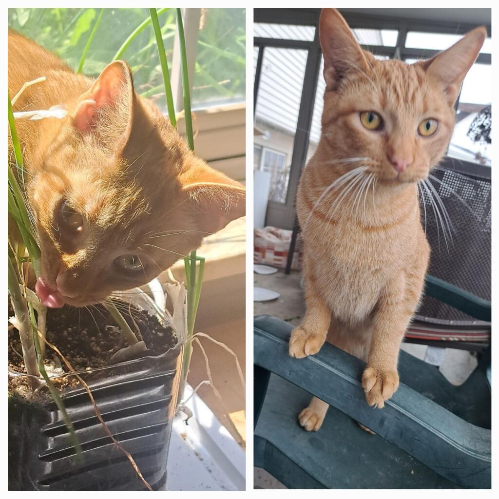 Agent Orange, Adoptable, Kitten Male Domestic Short Hair.