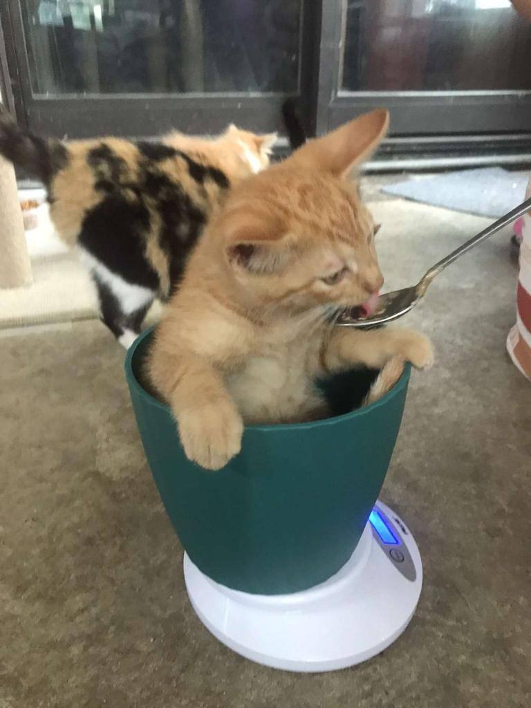 Agent Orange, a Adoptable Domestic Short Hair in Ypsilanti, MI image 3/3