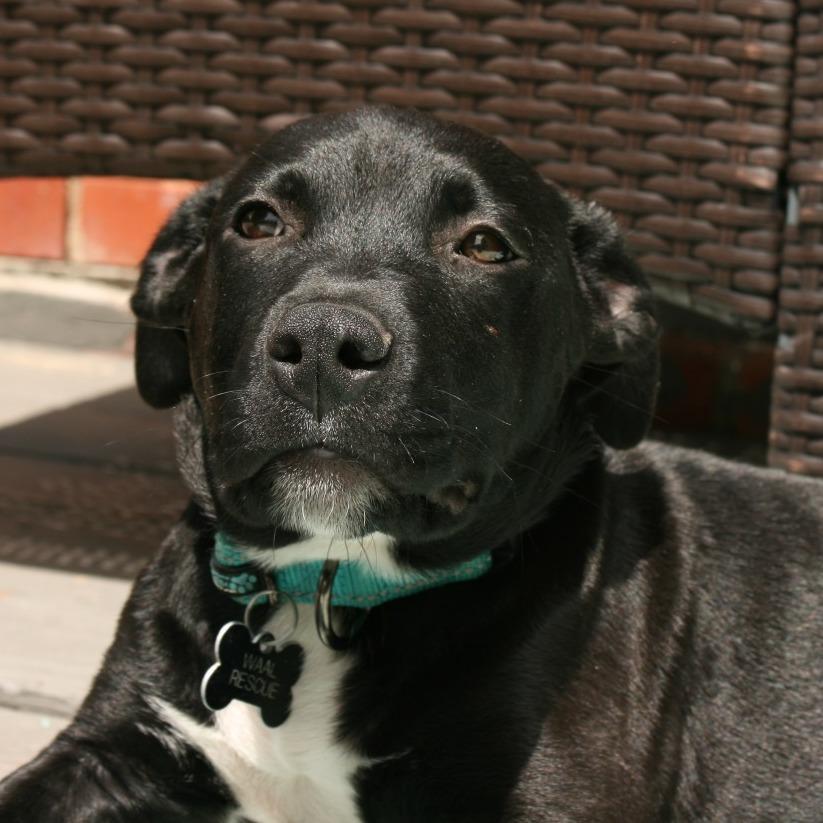 Luke, Adoptable, Puppy Male Pit Bull Terrier.