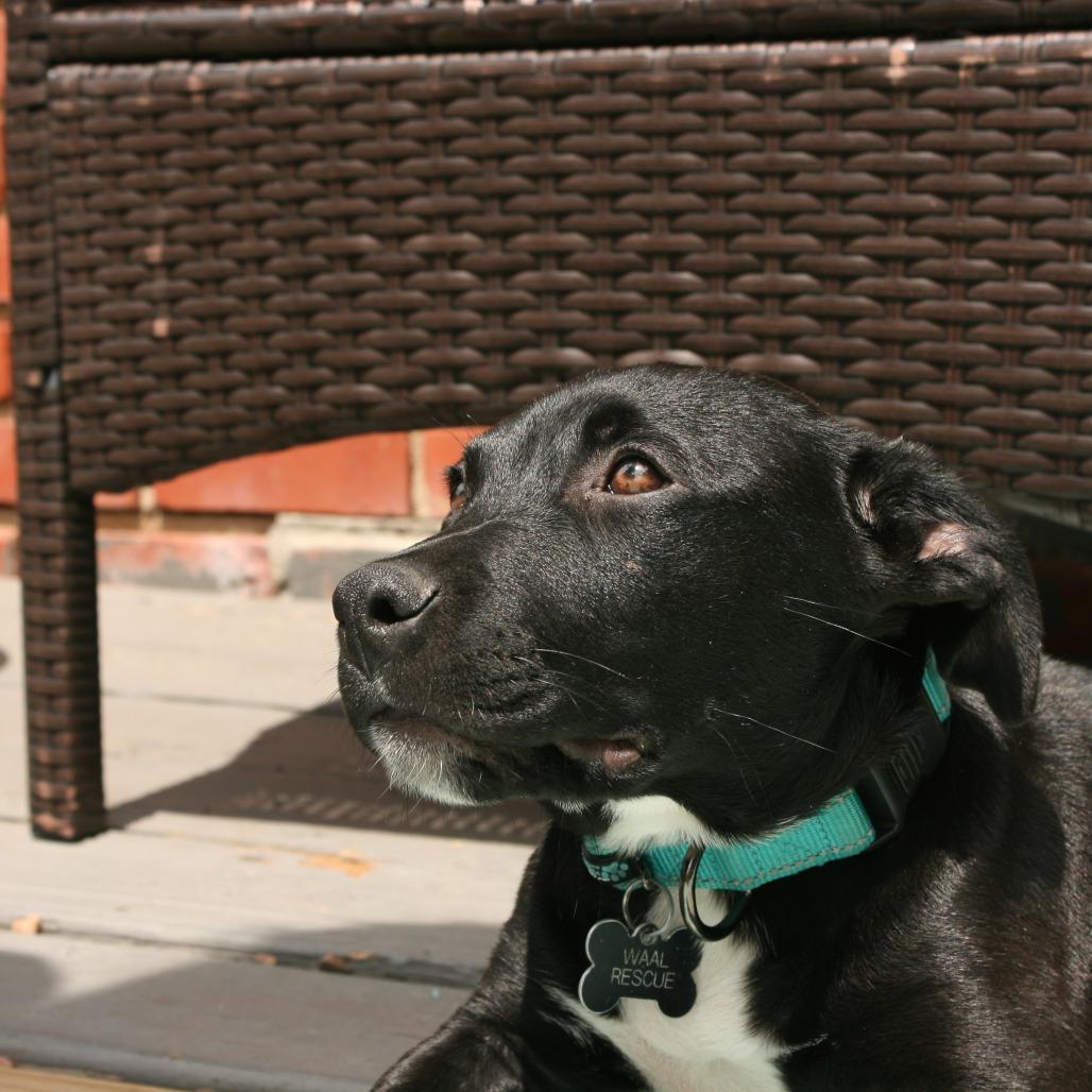 Luke, a Adoptable Pit Bull Terrier in Wichita, KS image 2/6