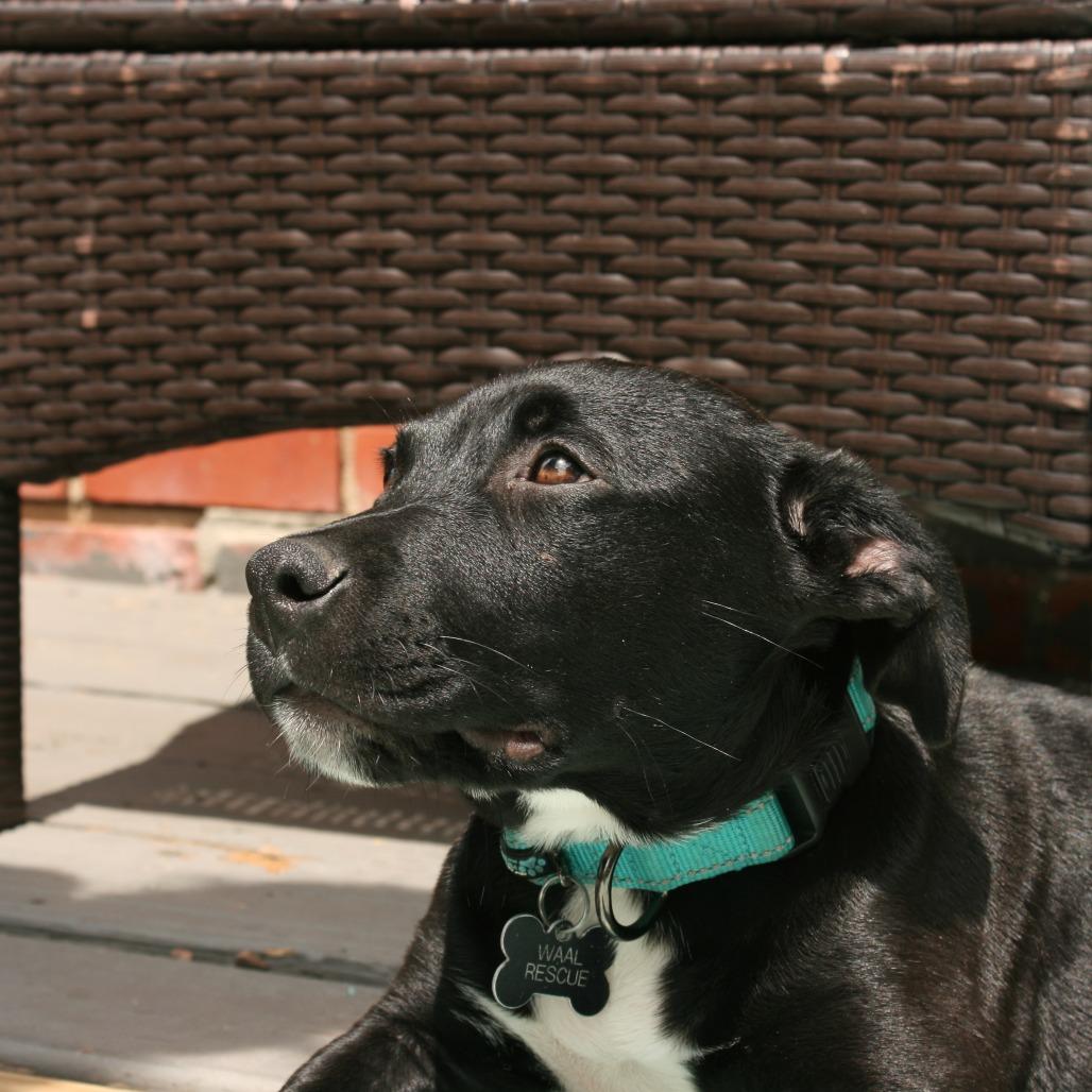 Luke, a Adoptable Pit Bull Terrier in Wichita, KS image 3/6