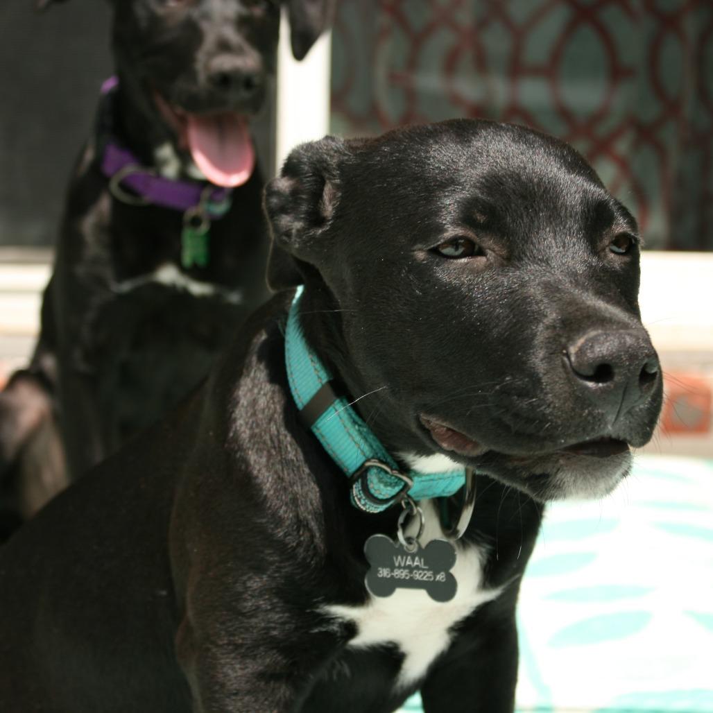 Luke, a Adoptable Pit Bull Terrier in Wichita, KS image 4/6