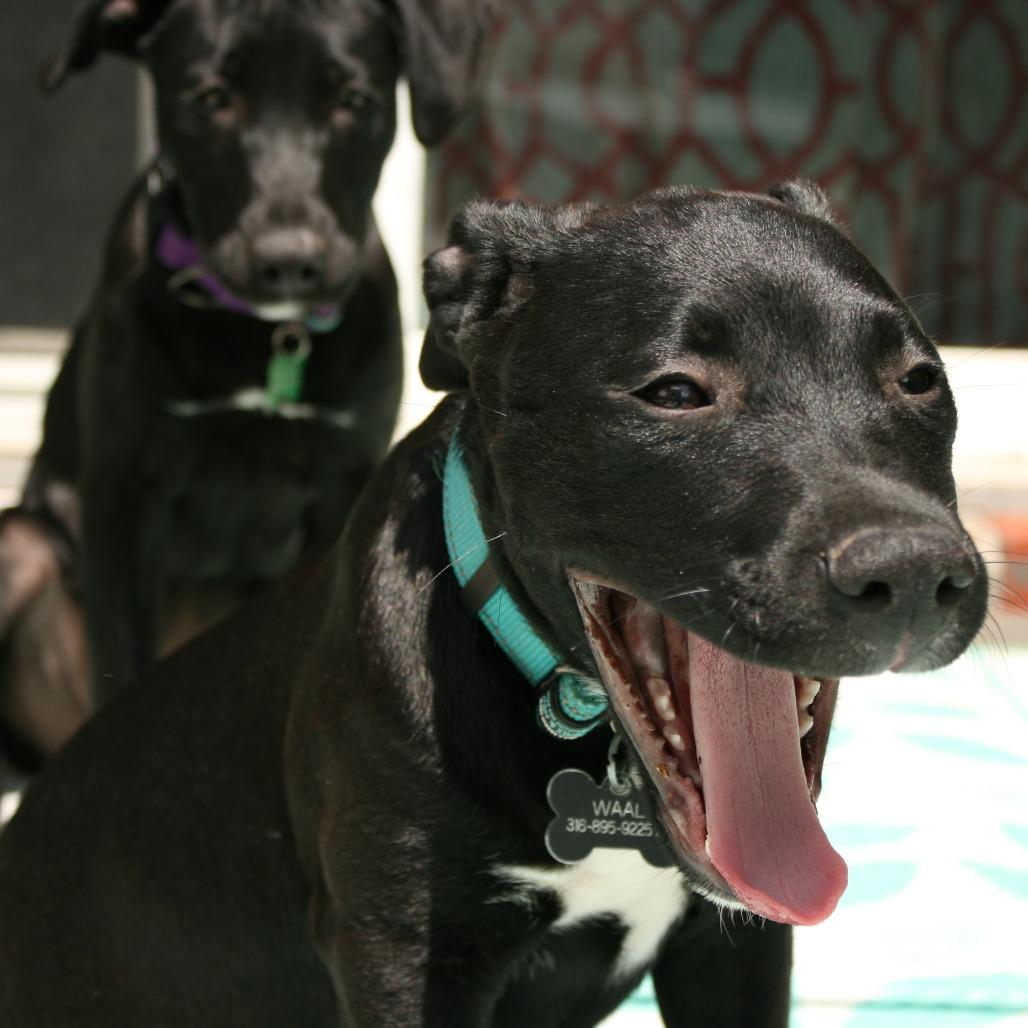 Luke, a Adoptable Pit Bull Terrier in Wichita, KS image 6/6