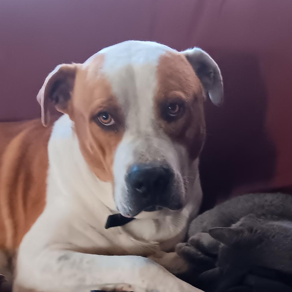 JASON, Adoptable, Adult Male Pit Bull Terrier.