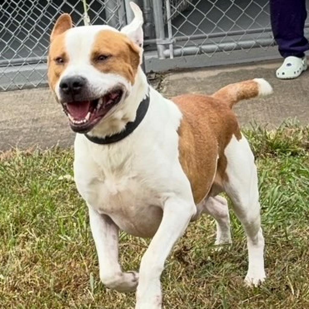 Enlarge JASON, a Adoptable Pit Bull Terrier in Morganton, NC image 2/4