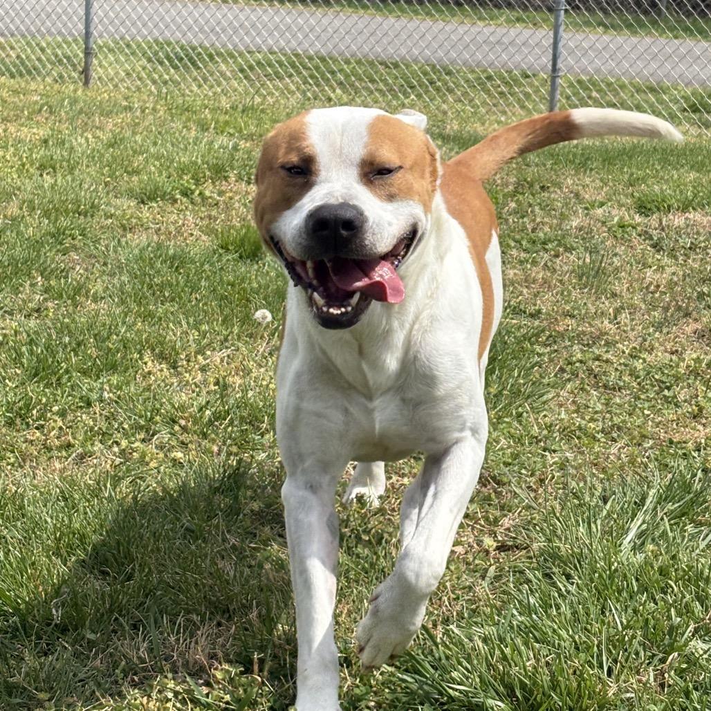 Enlarge JASON, a Adoptable Pit Bull Terrier in Morganton, NC image 3/4