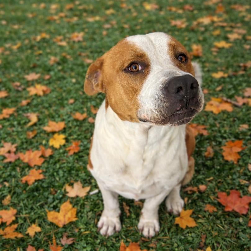 Enlarge JASON, a Adoptable Pit Bull Terrier in Morganton, NC image 4/4