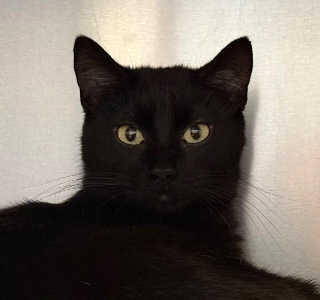 Bobby, Adoptable, Young Male Domestic Short Hair.