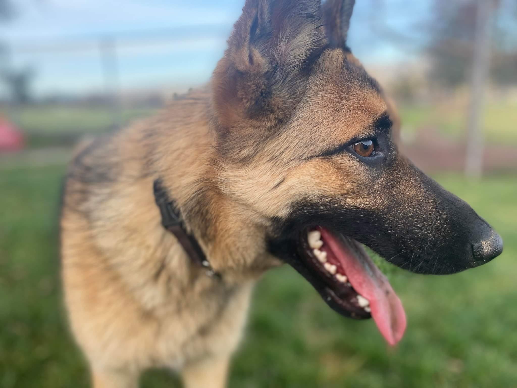 Forrest, Adoptable, Adult Male Belgian Shepherd / Malinois.