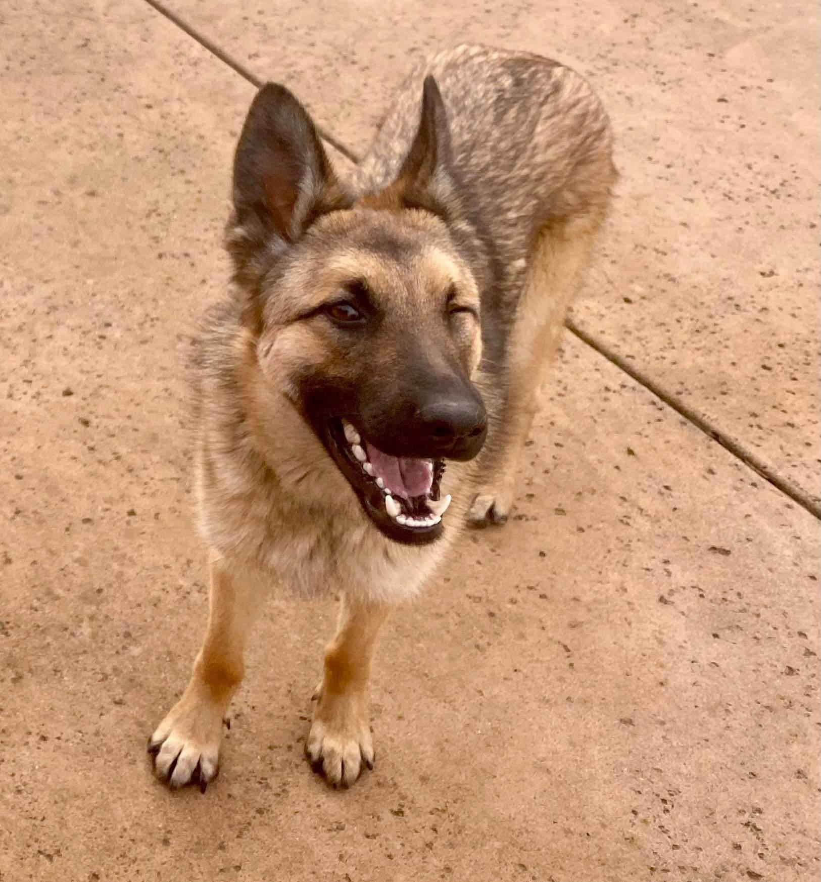 Enlarge Forrest, a Adoptable mixed breed in Vancouver, WA image 2/6