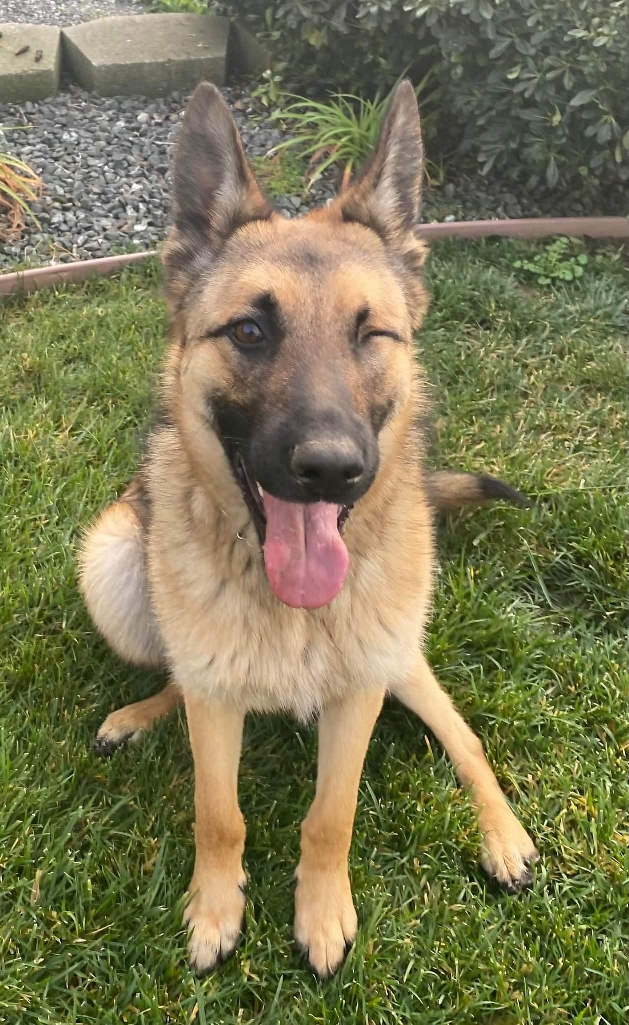 Enlarge Forrest, a Adoptable mixed breed in Vancouver, WA image 4/6