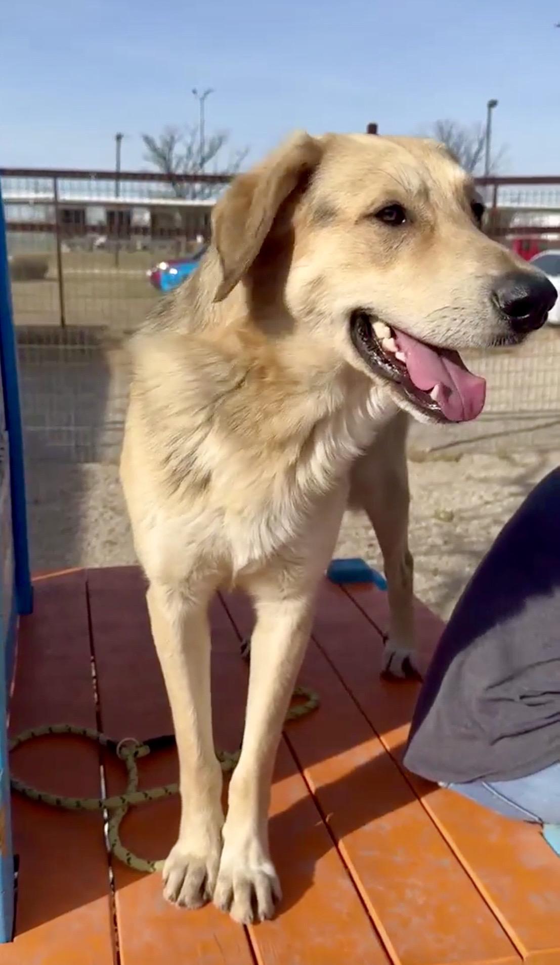 Enlarge Jack , an adopted mixed breed in HAMBURG, PA image 3/6