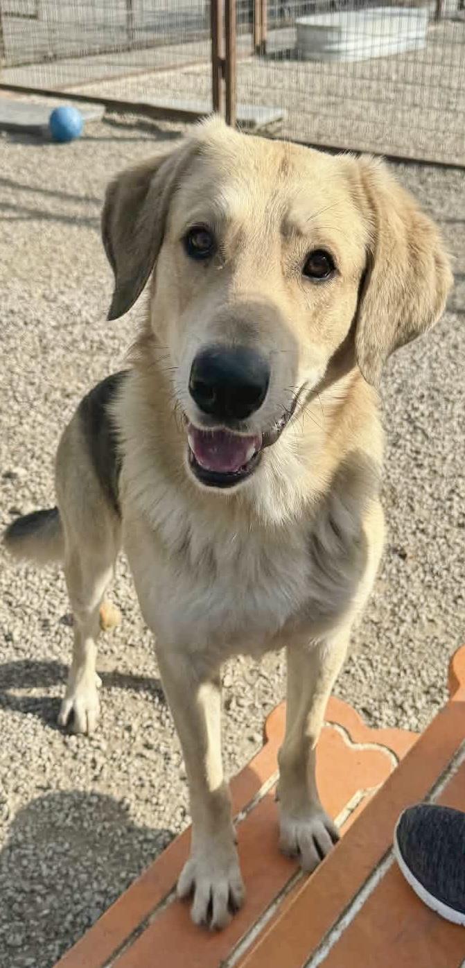 Enlarge Jack , an adopted mixed breed in HAMBURG, PA image 5/6