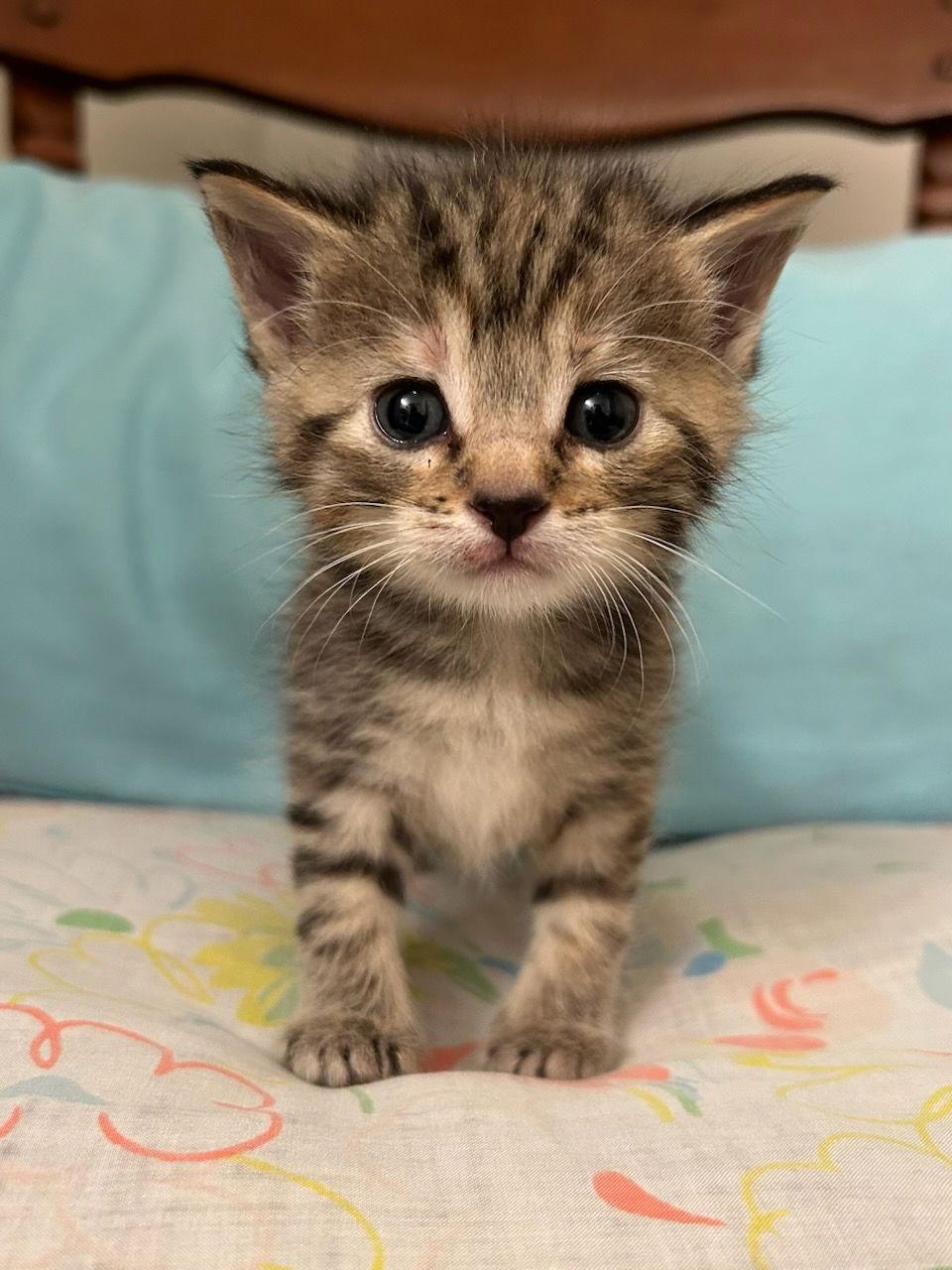 Daela (Available 1/9/26), Adoptable, Young Female Domestic Short Hair.