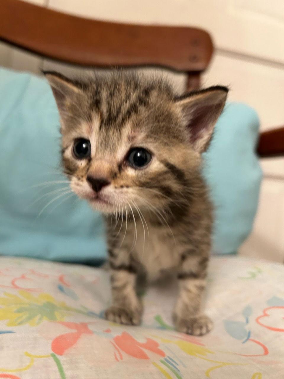 Daela (Available 1/9/26), Adoptable, Young Female Domestic Short Hair.